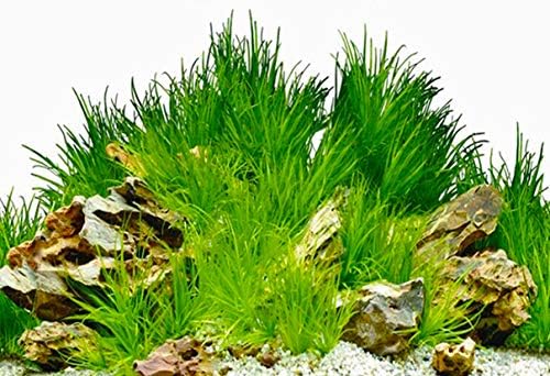 Амалонг нова трева, камења, аквариум за позадина на дрво во позадина (40,15 × 19,68 инчи