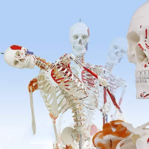 WLKQ насликан и нумериран пакет на анатомија на скелети, анатомски модел на човечки скелет, скелетен систем со големина на живот,