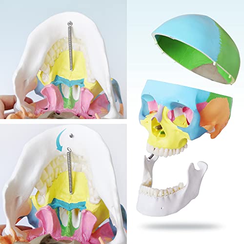 Merinden го насликаше моделот на човечки череп, репликата за животна големина Медицински анатомија модел на возрасни со отстранлив