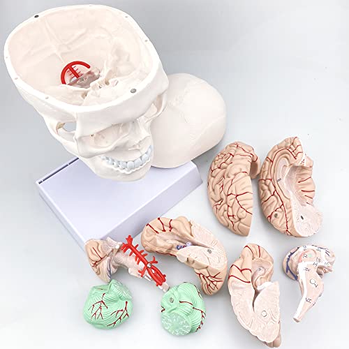 Човечки череп и модел на анатомија на мозокот со големина на живот со цервикална пршлена и база за настава и учење на анатомија