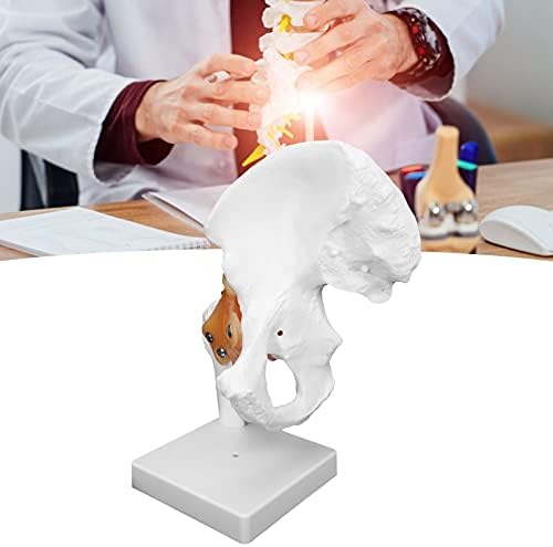 Модел на зглобот на колкот Агатиге, професионален модел на коски на колкот со флексибилни лигаменти и коскени обележја за ортопедско