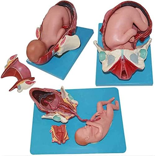 Наставен модел, 11 женски модел на породување на карлицата, модел на обука за акушерство, модел на карлицата за бременост, три