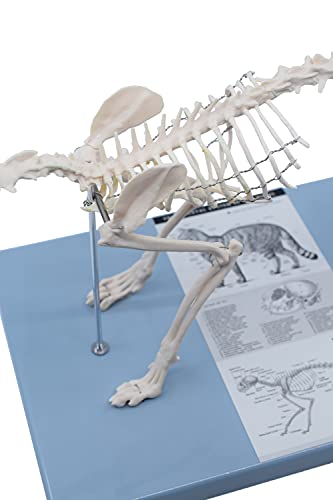 Систем за скелетни мачки за возрасни, анатомски модел, 8,25 високи - домашна големина на живот - медицински квалитет, монтиран
