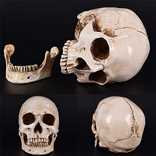 Aboofan LifeSize 1: 1 Човечки череп модел смола Медицински анатомски трага за медицинско учење скелет статуа за декорација на