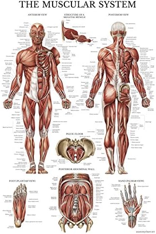 Учење на палата 2 пакет - Анатомски постер на мускулен систем + табела за анатомија на дигестивниот систем