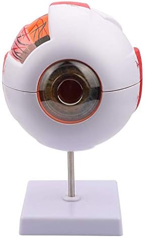 WLKQ 6X модел на очите Зголемен човечки очното јаболко анатомија модел 7 дел, за научна училница Студија приказ Наставен медицински