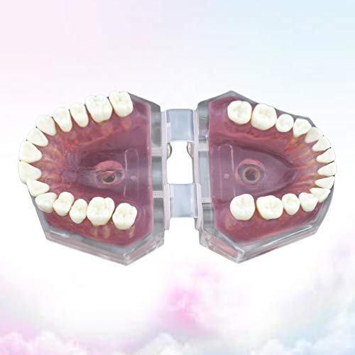 Започнете модел на заби модел Стома за настава на стоматолошки