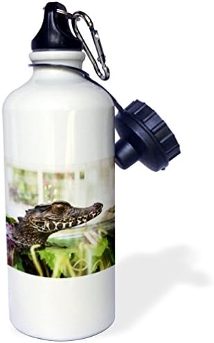 3drose слика на шише со спортови вода со крокодил, 21oz, разнобојно